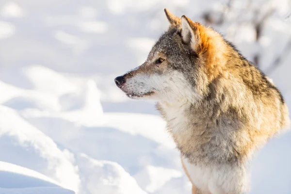 Detail portrét vlka v krásné zimní krajiny — Stock fotografie
