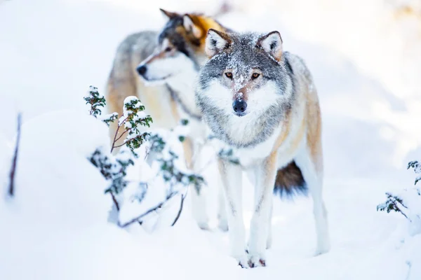 Dois grandes lobos na paisagem fria do inverno — Fotografia de Stock