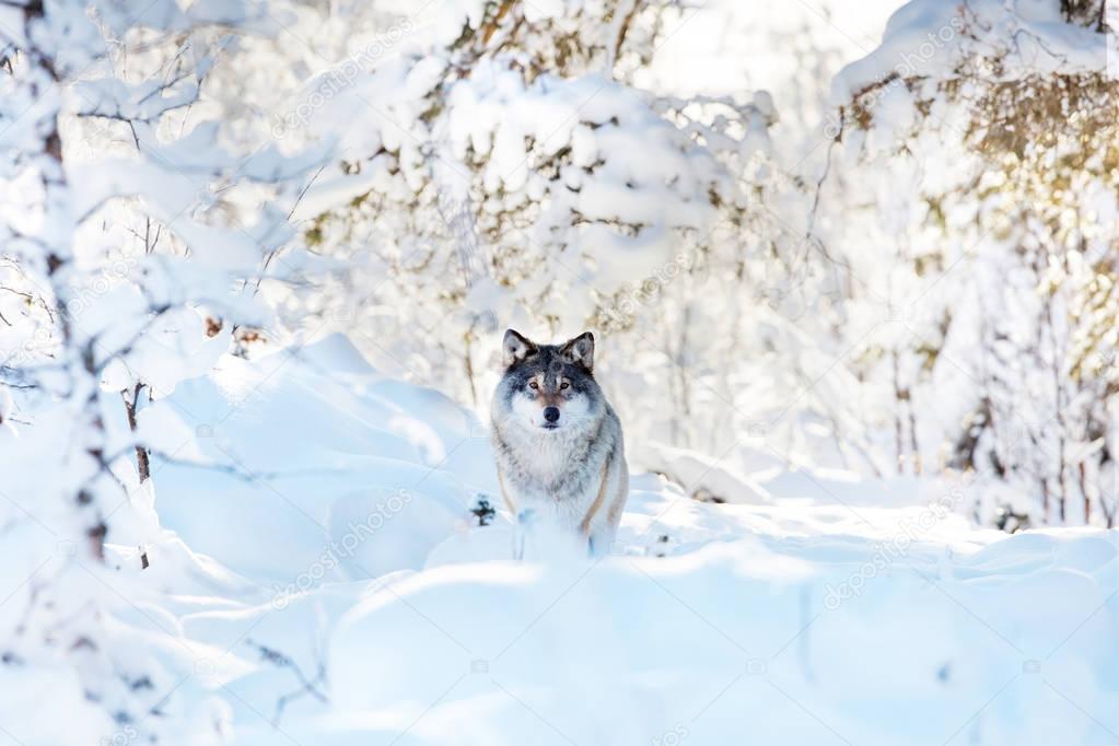 Large wolf standing in beautiful winter forest