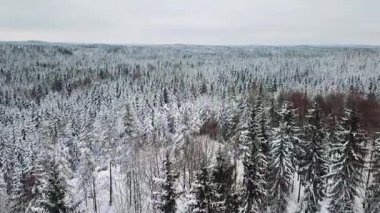 Soğuk kış aylarında büyük orman yukarıda hızlı uçan