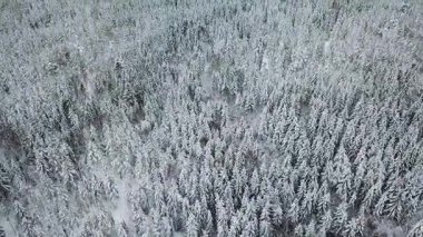 Yüksek uçan kamera kadar soğuk kışın büyük ormanda devirme