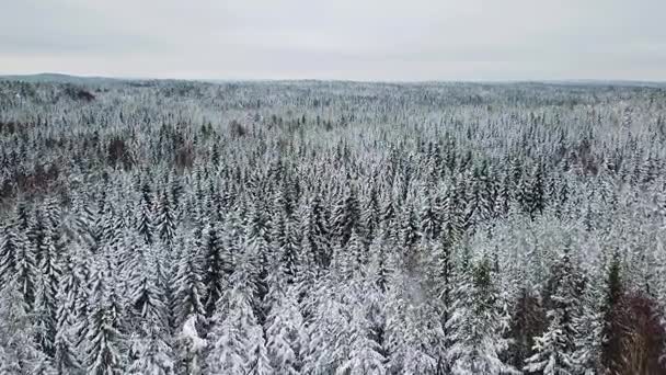 Voler lentement au-dessus de grandes forêts en hiver froid — Video