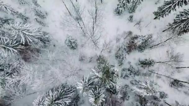 Vliegende direct boven groot bos in de koude winter — Stockvideo