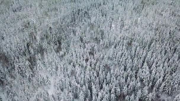 Högt flygande kamera luta upp över stora skogen i den kalla vintern — Stockvideo