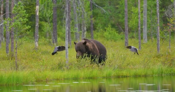 Stor vuxen brunbjörn promenader i skogen medan fåglar som flyger i ryggen — Stockvideo