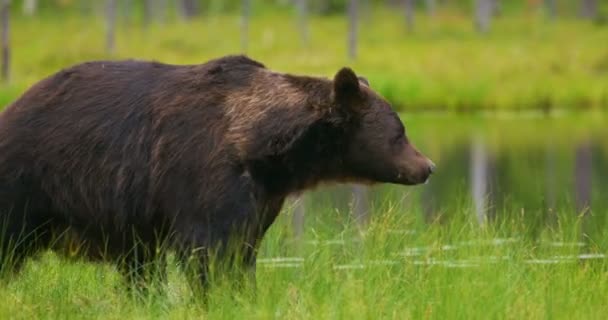 Взрослый бурый медведь Лааге гуляет и бегает свободно в лесу — стоковое видео