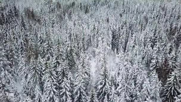 Wysokiej latające kamery pochylić się nad dużym lesie zimą zimno — Wideo stockowe