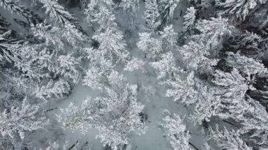 Uçan hemen üstüne soğuk kışın büyük orman