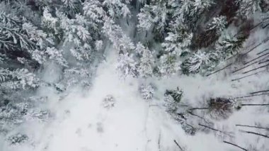 Yüksek uçan kamera eğimli kadar büyük ormanda soğuk kışın