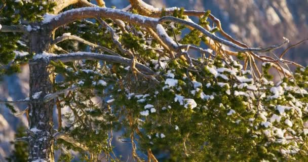 Aquila reale siede sull'albero in cima alle alte montagne in inverno — Video Stock