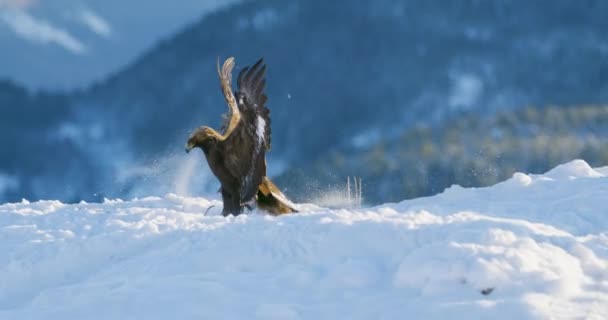 Águila dorada aterrizando en la nieve en el pico de la montaña en el invierno — Vídeos de Stock