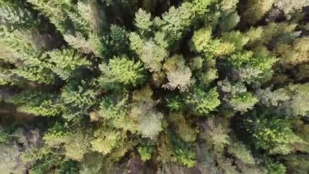 Flying over forest — Stock Video