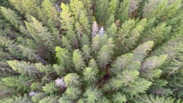 Câmera voando sobre grande floresta de jorro — Vídeo de Stock