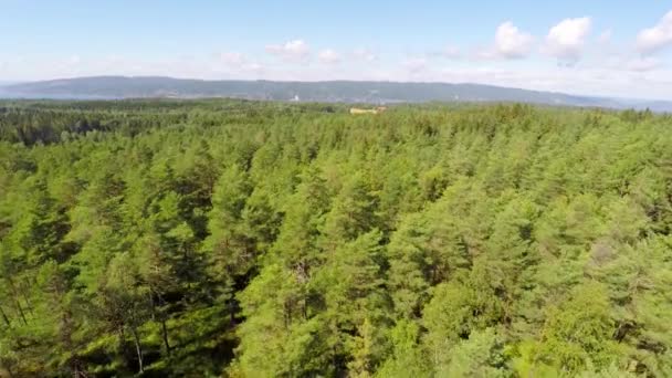 Flug über großen Kiefernwald — Stockvideo