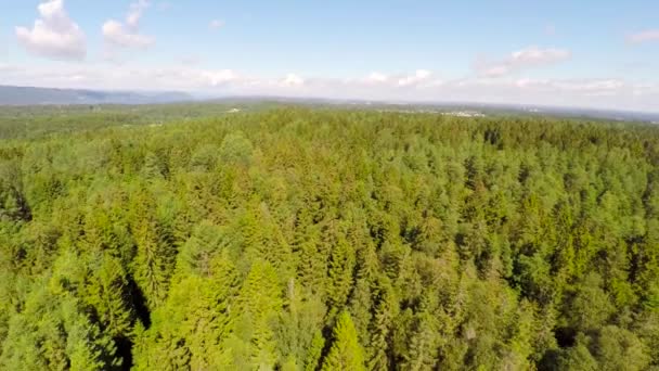 Vliegen boven grote dennenbos — Stockvideo