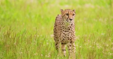 Ormandaki çimenlik alanda yürüyen çitaları uyarın.