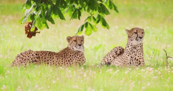 Alert cheetahs lying on field in forest — Stock Video
