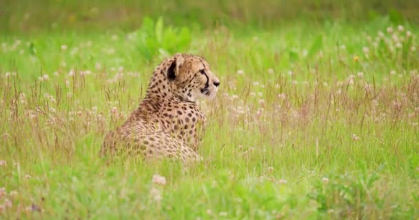 Alert cheetah lying on field in forest — Stock Video