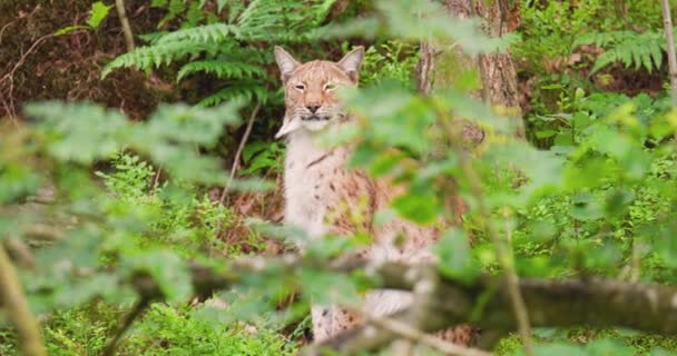 Lince en el bosque visto a través de plantas — Vídeos de Stock