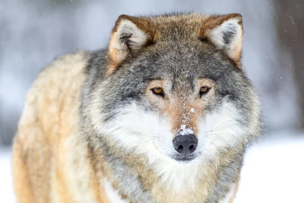 Κοντινό πλάνο πορτρέτο ενός όμορφου λύκου τον κρύο χειμώνα — Φωτογραφία Αρχείου
