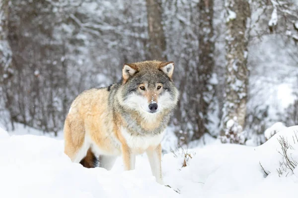 Прекрасный волк, стоящий в снегу в прекрасном зимнем лесу — стоковое фото