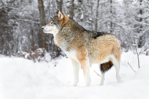Focused alfa maschio lupo sta nella neve nella bellissima foresta invernale — Foto Stock