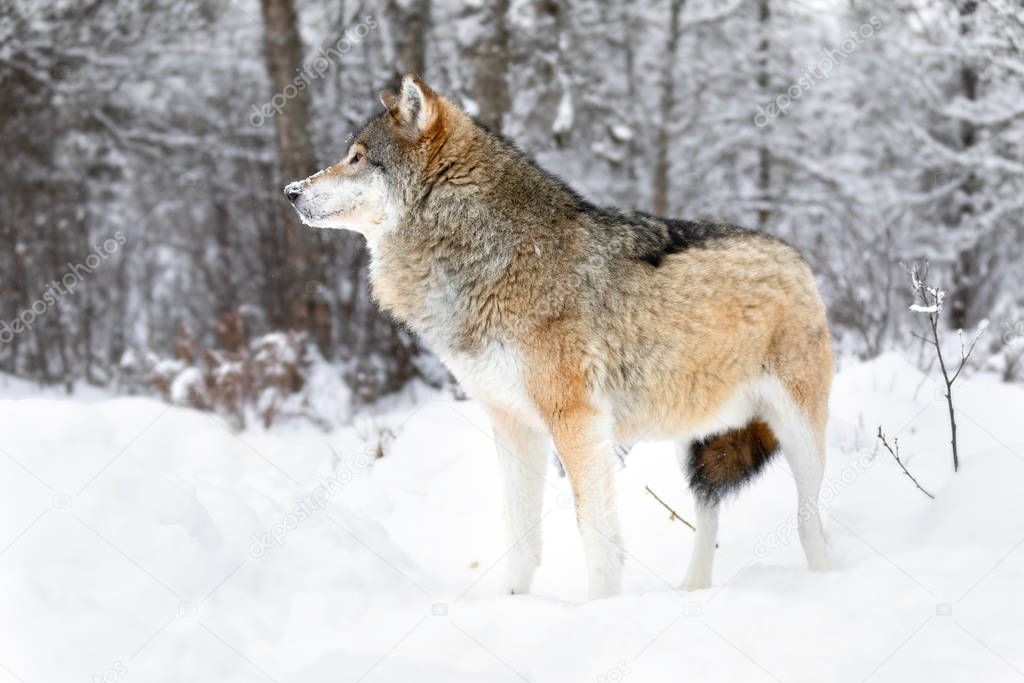 Focused alpha male wolf stands in the snow in beautiful winter forest