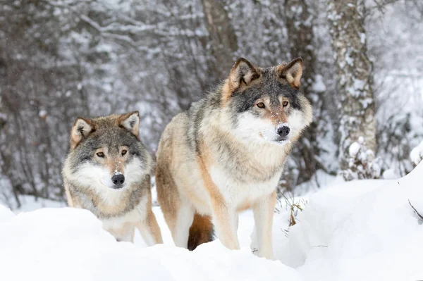 Dois lobos magníficos em pacote de lobos na floresta fria de inverno — Fotografia de Stock
