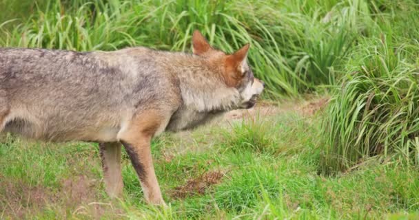 Lobo comiendo carne en el bosque — Vídeos de Stock