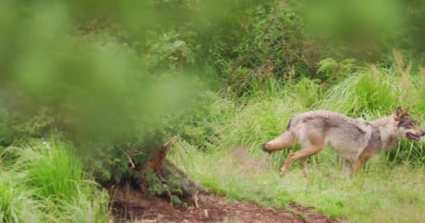Lobo correndo no campo na floresta — Vídeo de Stock