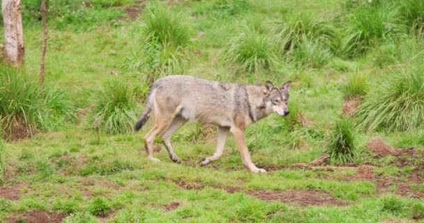 Wolf caminhando no campo na floresta — Vídeo de Stock