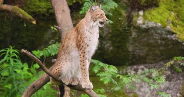 Lynx bocejando enquanto sentado na árvore na floresta — Vídeo de Stock