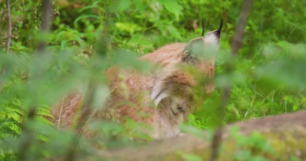 Lynx πόδι γλείψιμο στην περιοχή της άγριας φύσης — Αρχείο Βίντεο