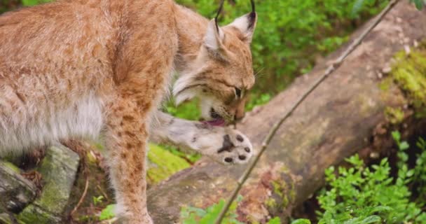 Lynx lambendo pata na floresta — Vídeo de Stock