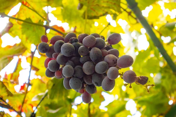 Крупный план одной гроздь винограда на органическом винограднике против неба — стоковое фото