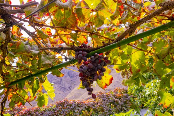 Крупный план гроздья винограда на больших органических виноградниках против солнца — стоковое фото