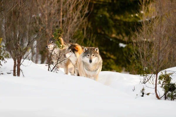 Vlci uprostřed holých stromů na sněhu za slunečného dne — Stock fotografie