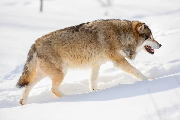 Side view of wolf walking on snow during sunny day — Stock Photo, Image