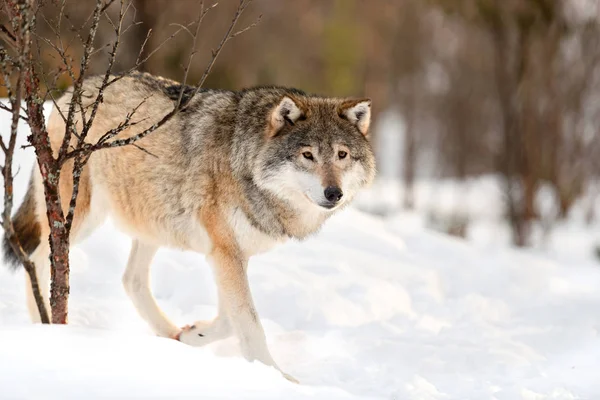 Varovat hnědý Canis Lupus chůzi na sněhu — Stock fotografie