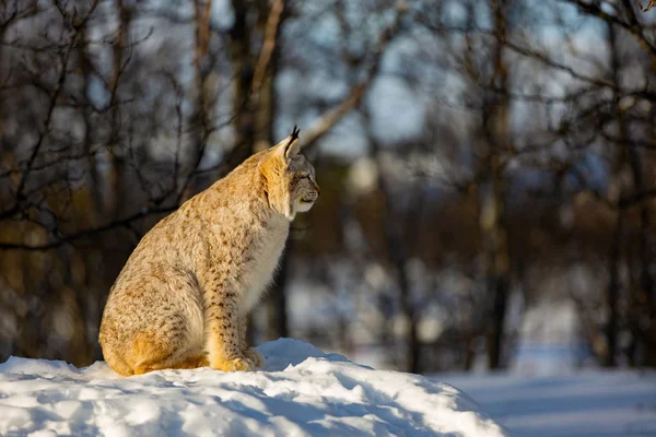 Eurasian lynx sitting on snow while looking away — 스톡 사진