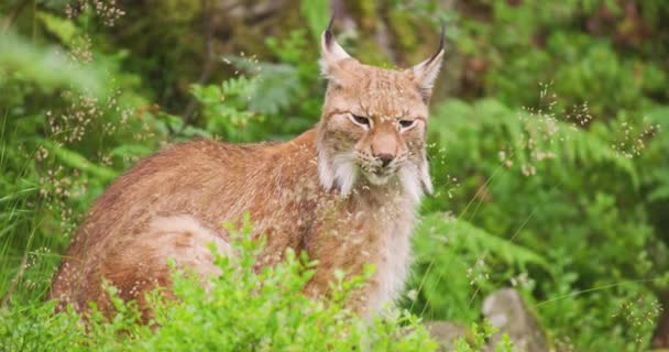 Alerta lince sentado en el campo en el bosque — Vídeo de stock