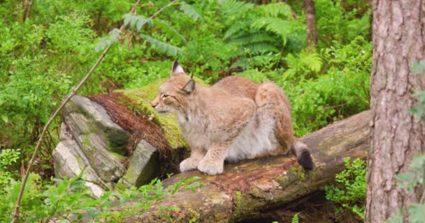 Waarschuwing lynx zit op omgevallen boom — Stockvideo