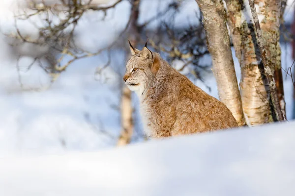 Gato salvaje sentado en la nieve por árboles desnudos en el parque —  Fotos de Stock