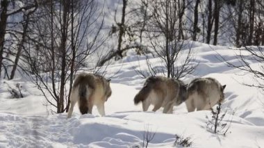 Wolves walking into the winter forest on snowy landscape