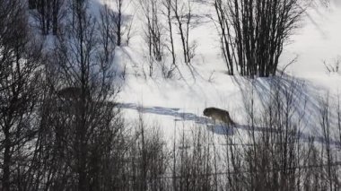 Wolves walking far away on snowy landscape