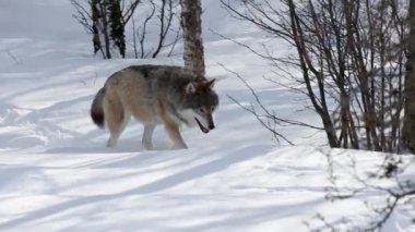 Canis Lupus walking on snow in the forest