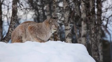 Lynx sitting on snow while looking away at park