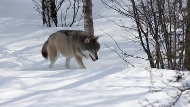 Canis Lupus гуляет по снегу в лесу — стоковое видео