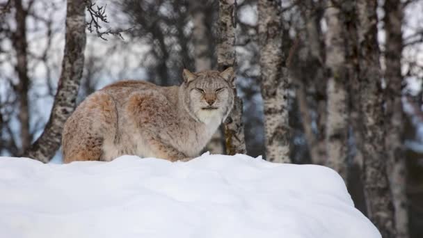 Lynx sitting on snow while looking into camera winter landscape — Stock video