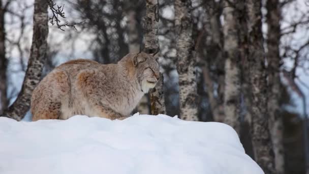 Lynx sitting on snow while looking away at park — Αρχείο Βίντεο